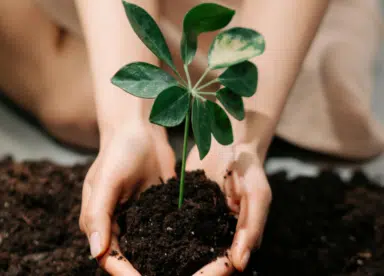 mains terre plante 2